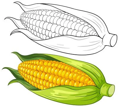 Vector Illustration of Corn on the Cob with Line Art Version Stock Illustration
