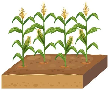 Vector Illustration of Corn Plants Growing in a Soil Cross Section Stock Illustration