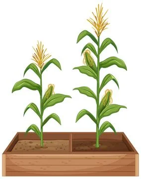 Vector Illustration of Corn Plants Growing in a Wooden Planter Box Illustrazione stock