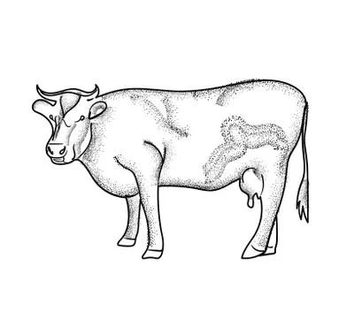 Vector illustration of cow Stock Illustration