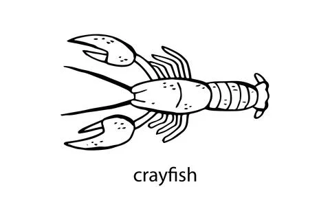 Vector illustration of a crayfish.  Seafood and fish. Stock-Illustration
