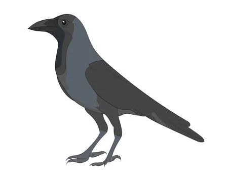 Vector illustration of Crow on white background イラスト素材