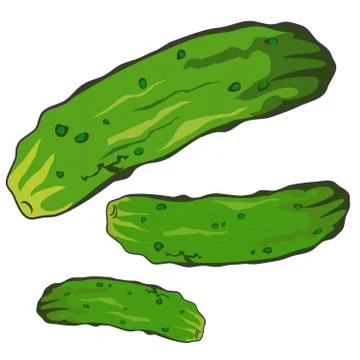 Vector illustration of Cucumber on white background Stock Illustration