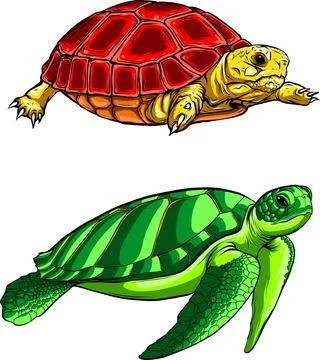 Vector illustration of cute turtle set on white background. digital hand draw Illustrazione stock