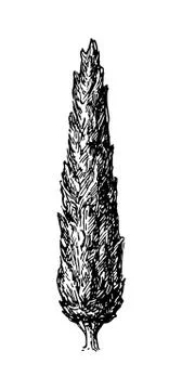 Vector illustration of cypress. Illustrazione stock