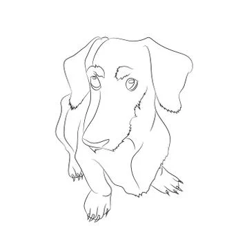Vector illustration of a dachshund that sits, drawing lines Stock Illustration