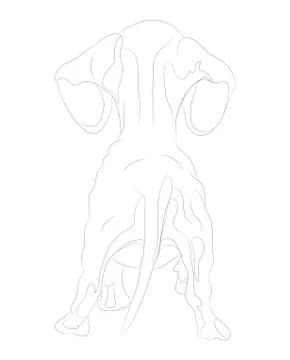 Vector illustration of a dachshund that stands, view from the back, line draw Stock Illustration