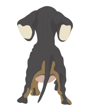 Vector illustration of a dachshund that stands, view from the back, drawing c Illustrazione stock