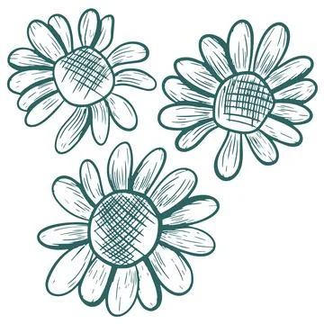 Vector illustration of daisies with open petals. Hand-drawn line art in tra.. Stock Illustration