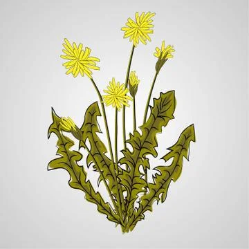 Vector illustration - Dandelion botanical isolated illustration. Plant, flowe Stock Illustration