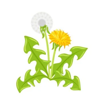 A vector illustration of a dandelion in full bloom, showcasing its delicate イラスト素材