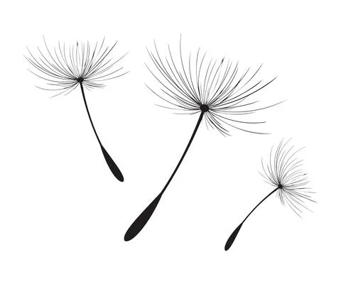 Vector illustration dandelion time. Black Dandelion seeds blowing in the wind. Stock Illustration