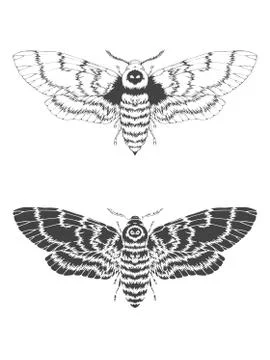 Vector illustration with dead head moth. Stock Illustration