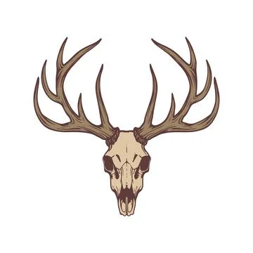 Vector illustration of a deer skull. Stock Illustration