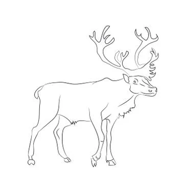 Vector illustration deer stands drawing lines, Illustrazione stock