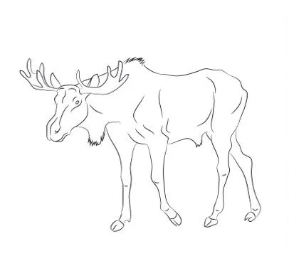 Vector illustration deer stands drawing lines, Illustrazione stock