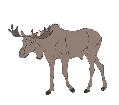 Vector illustration of a deer that stands, drawing color Stock Illustration