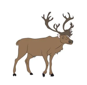 Vector illustration of a deer that stands, drawing color Stock Illustration