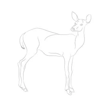 Vector illustration deer stands drawing lines, Illustrazione stock