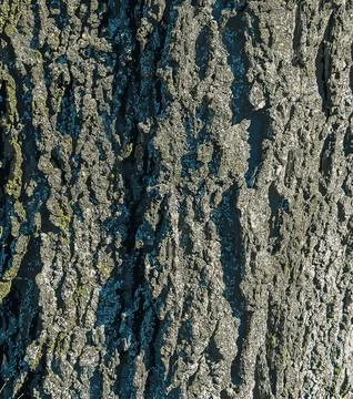 Vector illustration of Detail of the bark of hackberry tree - Latin name - .. Stock Illustration