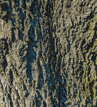 Vector illustration of Detail of the bark of a hackberry tree - Latin name -  Stock Illustration