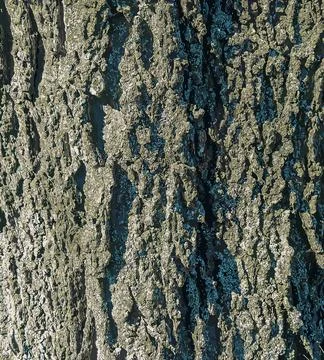 Vector illustration of Detail of bark of hackberry tree - Latin name - Celt.. Stock Illustration
