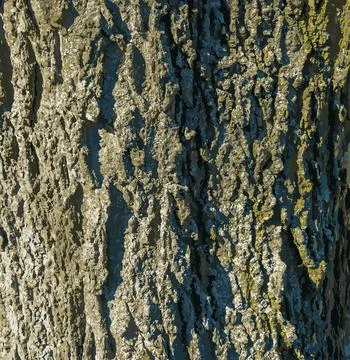 Vector illustration of Detail of bark of a hackberry tree - Latin name - Ce.. Stock Illustration