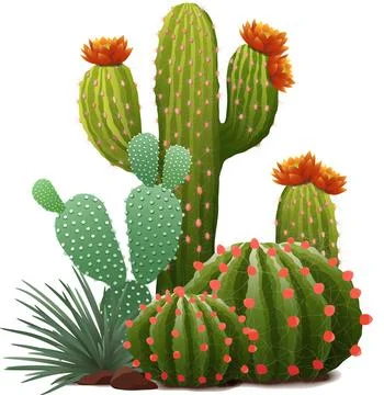 Vector illustration of different cactus composition with flowers Stock Illustration