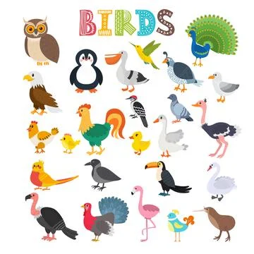 Vector illustration of different kind of birds. Cute cartoon birds Stock Illustration