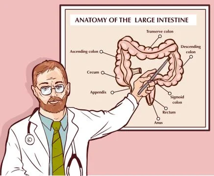 Vector illustration of a Doctor explaining the large intestine Illustrazione stock