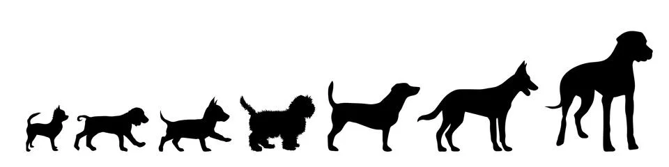 Vector illustration of dog. Stock Illustration