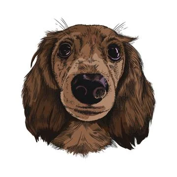 Vector illustration of a dog's face. A solid-colored cocker spaniel with fluffy イラスト素材