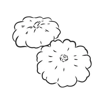 Vector illustration doodle sketch hand-drawn patisson. Isolated on white back Stock Illustration