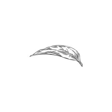 Vector illustration of an echinacea leaf in pencil style. Stock Illustration
