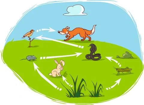 Vector illustration of a ecosystem-diagram Stock Illustration