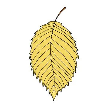Vector illustration of elm leaf isolated on white. Cartoon style Ilustración de archivo