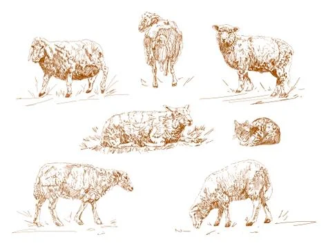 Vector illustration of engraving three sheep on white background. Stock Illustration