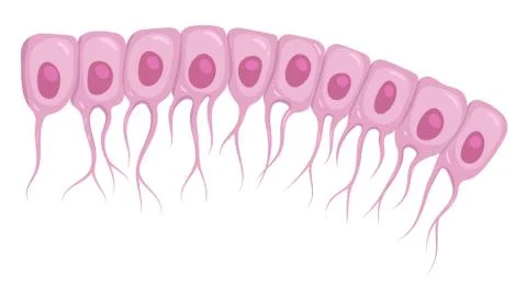 Vector illustration of ependymal cells, a type of glial cell. Ependymocytes Stock Illustration