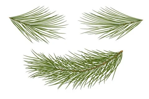 Vector illustration. Eps 10.Set of pine branches for festive decor. Isolated 스톡 일러스트