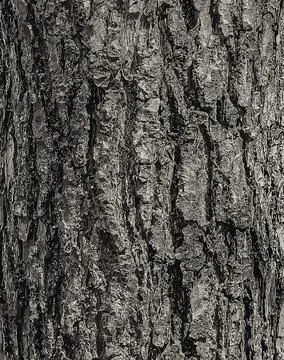 Vector illustration of Eucommia bark background. Natural surface texture GUTT 스톡 일러스트