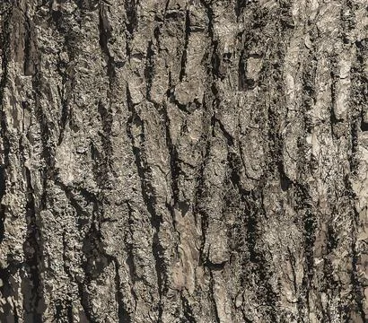 Vector illustration of Eucommia bark background. Natural surface texture GUTT Stock Illustration