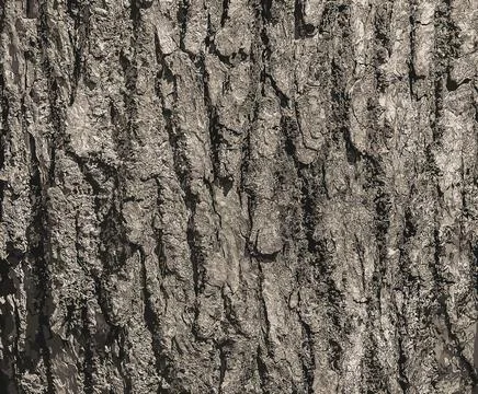 Vector illustration of Eucommia bark background. Natural surface texture GUTT Stock Illustration