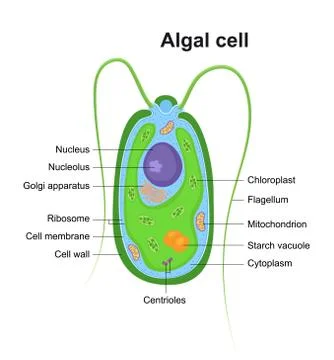 Vector illustration of Eukaryotic Algal Cell. Educational infographic. Anatomy Stock-Illustration