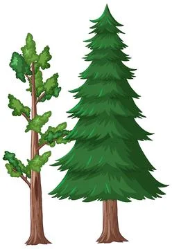 Vector Illustration of Evergreen Pine and Deciduous Forest Trees Stock Illustration