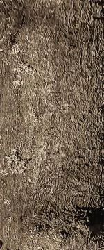 Vector illustration of Exochorda tree bark background and texture Stock Illustration