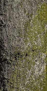 Vector illustration of Exochorda tree bark background and texture Stock-Illustration