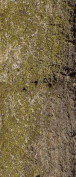 Vector illustration of Exochorda tree bark background and texture Stock Illustration