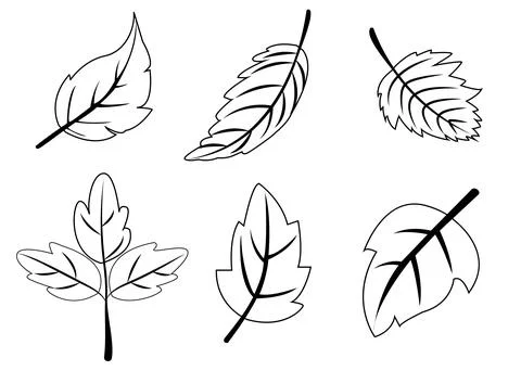 Vector illustration featuring a collection of six different leaf designs in Stock Illustration
