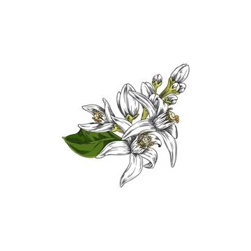 Vector illustration featuring color drawing of neroli flower with leaves and  Stock Illustration