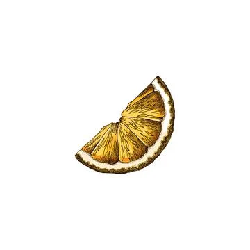 Vector illustration featuring a colored sketch of a neroli orange slice. Stock Illustration